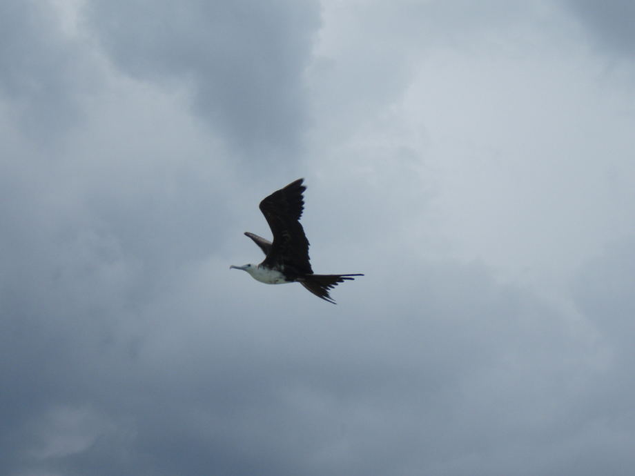 Frigate Bird photo
