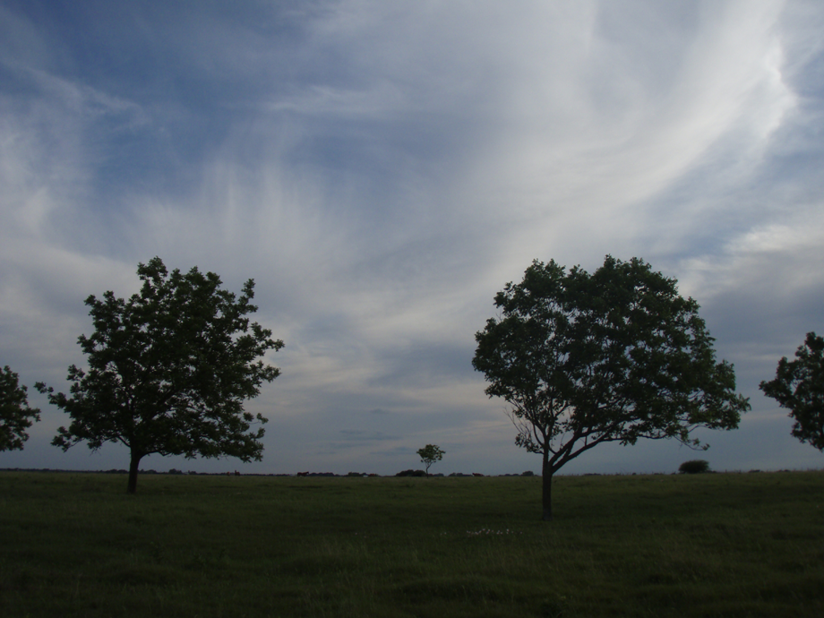 Live Oaks photo