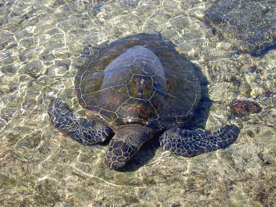 Turtle photo