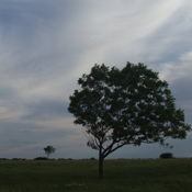 Live Oaks photo