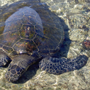 Turtle photo