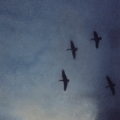 Goose Migration painting